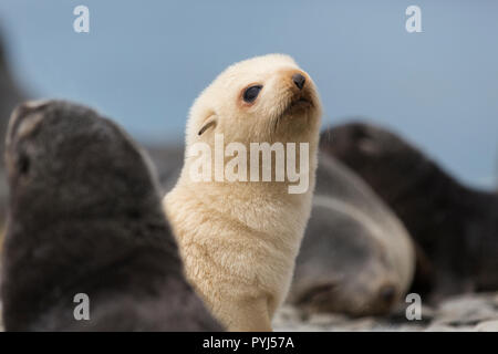 Leucistic Antartico pelliccia sigillo, Fortuna Bay, Georgia del Sud, l'Antartide. Foto Stock