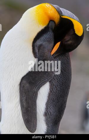 Il re dei pinguini, Baia di St Andrews, Georgia del Sud, l'Antartide. Foto Stock