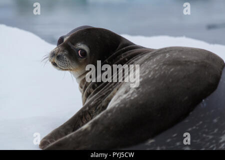 Weddel guarnizione, l'Antartide. Foto Stock