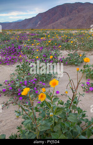 I campi di fiori selvatici del blumo in Anza-Borrego Desert State Park, California. Foto Stock