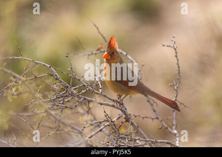 Il Cardinale settentrionale, McDowell montagna parco regionale, vicino alla fontana colline e ad est di Phoenix, Arizona. Foto Stock