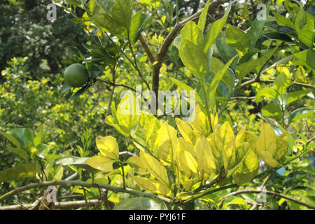 Orange alberi di agrumi frutteto gravemente infette con huanglongbing drago giallo Citrus greening piaga mortale malattia Foto Stock