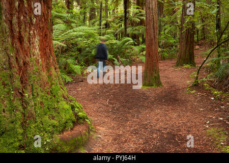 Persona sulla pista a piedi attraverso la Redwoods (Whakarewarewa foresta), Rotorua, Isola del nord, Nuova Zelanda (MR) Foto Stock
