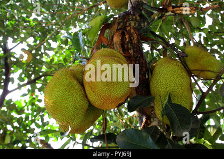 Pila di jackfruit su albero nel giardino di frutta Foto Stock