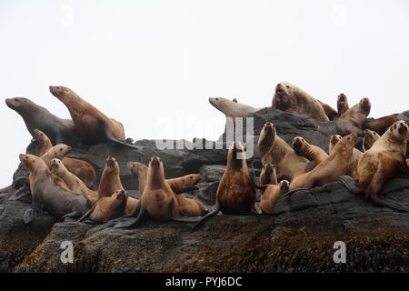 Una colonia di Steller leoni di mare, compreso un grande maschio (BULL), su un rookery durante la stagione riproduttiva, in isole Aleutian, mare di Bering, Alaska. Foto Stock