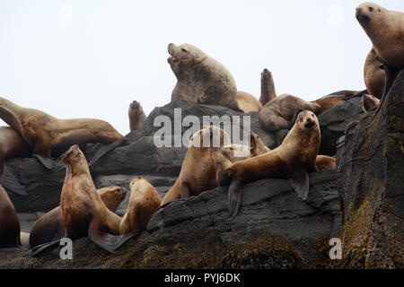 Una colonia di Steller leoni di mare, compreso un grande maschio (BULL), su un rookery durante la stagione riproduttiva, in isole Aleutian, mare di Bering, Alaska. Foto Stock