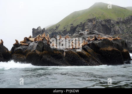 Una colonia di Steller leoni di mare, compreso un grande maschio (BULL), su un rookery durante la stagione riproduttiva, in isole Aleutian, mare di Bering, Alaska. Foto Stock