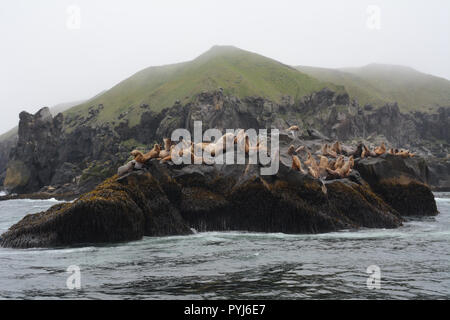 Una colonia di Steller leoni di mare, compreso un grande maschio (BULL), su un rookery durante la stagione riproduttiva, in isole Aleutian, mare di Bering, Alaska. Foto Stock