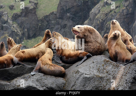 Una colonia di Steller leoni di mare, compreso un grande maschio (BULL), su un rookery durante la stagione riproduttiva, in isole Aleutian, mare di Bering, Alaska. Foto Stock