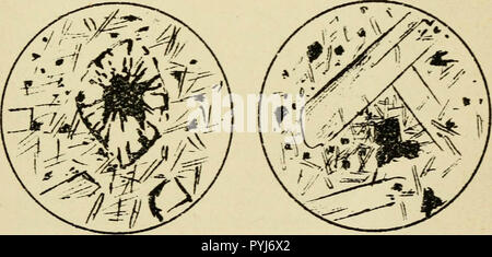 "Documenti e atti della Royal Society of Tasmania" (1863) Foto Stock