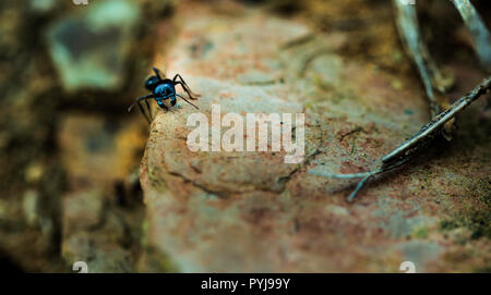 Lonely black ant con grasso di testa sul bordo della pietra Foto Stock