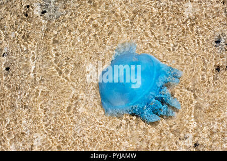 Blue Blubber meduse, Catostylus Mosaicus, in acque poco profonde, Moreton Island Beach, Queensland, Australia. Foto Stock