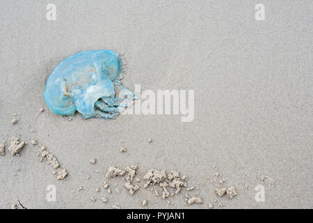 Blue Blubber meduse, Catostylus Mosaicus, lavato fino sulla spiaggia, Moreton Island Beach, Queensland, Australia. Foto Stock