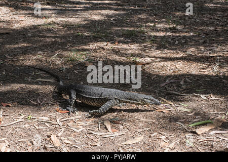 Monitor di pizzo lizard, Varanus Varius, su Moreton Island, Queensland, Australia. Foto Stock