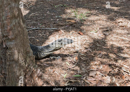 Monitor di pizzo lizard, Varanus Varius, su Moreton Island, Queensland, Australia. Foto Stock