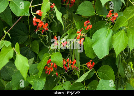 I baccelli in vari stadi di crescita dal colore rosso brillante fiori alla formazione di minuscoli chicchi di full cresciuto verde fagioli runner. Foto Stock