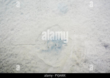 Impronta di Sting Ray in acque poco profonde, Moreton Island, Queensland, Australia. Foto Stock