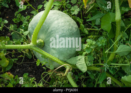 Un blu / grigio zucca, principe ereditario, crescente tra il fogliame. Foto Stock