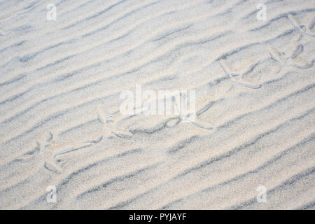 Royal spatola Platalea Regia orme nella sabbia morbida sulle dune di Moreton Island, Queensland, Australia. Foto Stock