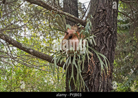 Stag horn, felce Platycerium superbum, trovati sul tronco di albero, Moreton Island, Queensland, Australia. Foto Stock