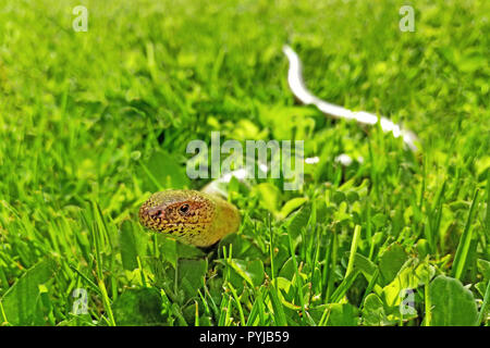 Un worm lento strisciare in erba verde. Anguis fragilis su un giardino erboso. Animali protetti nella Repubblica Ceca. Foto Stock