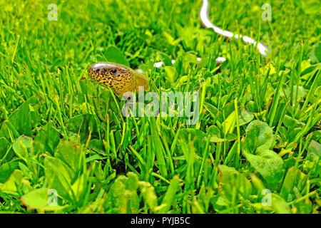 Un worm lento strisciare in erba verde. Anguis fragilis su un giardino erboso. Animali protetti nella Repubblica Ceca. Foto Stock