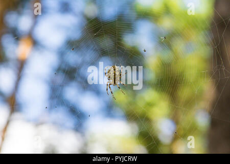 Spider Web sulla foresta. araneus diadematus Foto Stock