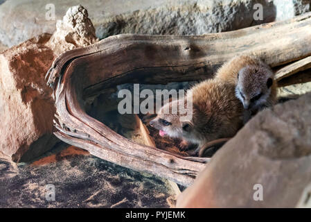 Giovani carino Meerkats o Suricata Suricatta in zoo Foto Stock