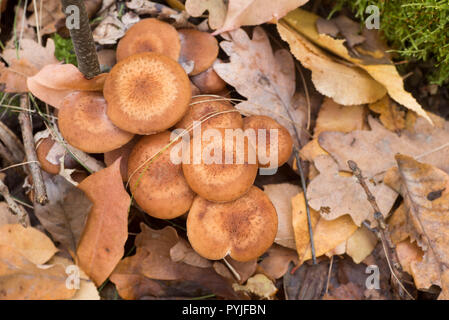 Armillaria ostoyae eadible funghi marrone in foresta macro Foto Stock