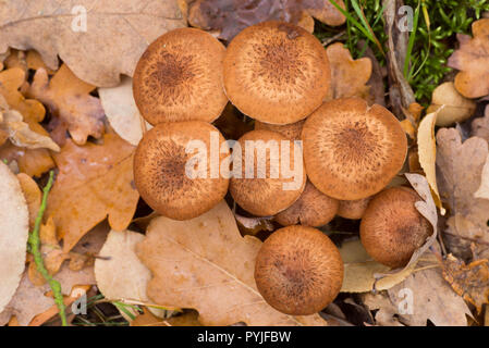 Armillaria ostoyae eadible funghi marrone in foresta macro Foto Stock