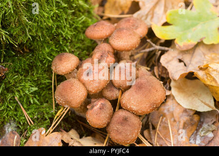 Armillaria ostoyae eadible funghi marrone in foresta macro Foto Stock