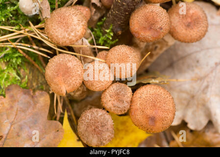 Armillaria ostoyae eadible funghi marrone in foresta macro Foto Stock