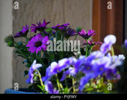 Diversi fiori in vaso in piedi di fronte a una finestra Foto Stock