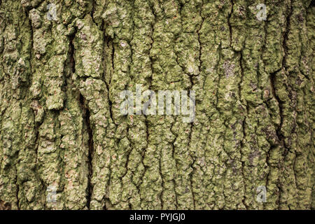 Corteccia di albero verde con i licheni - close-up texture Foto Stock