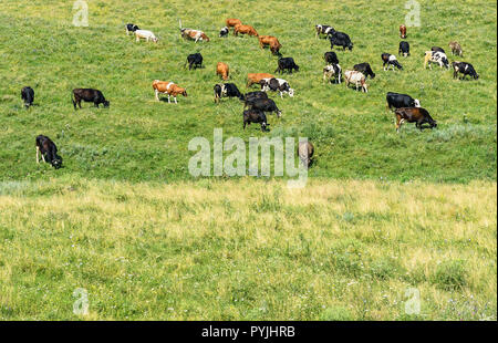 Mandria di mucche lambisce sulla molla verde pascolo. Copia spazio per il testo. Foto Stock