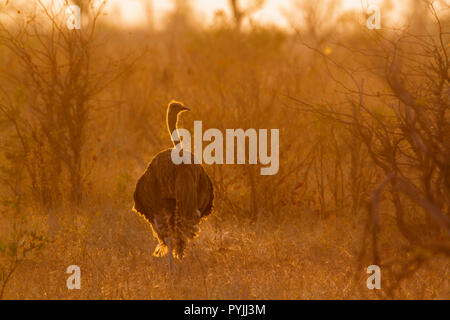 Struzzo africano nel Parco Nazionale di Kruger, Sud Africa ; Specie Struthio camelus famiglia di Struthionidae Foto Stock