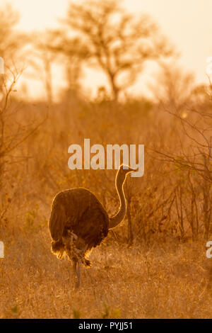 Struzzo africano nel Parco Nazionale di Kruger, Sud Africa ; Specie Struthio camelus famiglia di Struthionidae Foto Stock