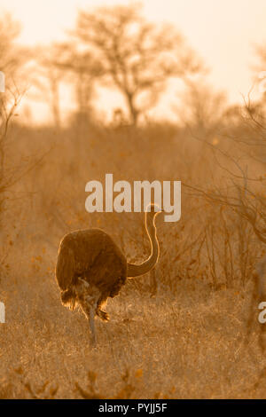 Struzzo africano nel Parco Nazionale di Kruger, Sud Africa ; Specie Struthio camelus famiglia di Struthionidae Foto Stock