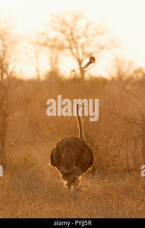 Struzzo africano nel Parco Nazionale di Kruger, Sud Africa ; Specie Struthio camelus famiglia di Struthionidae Foto Stock