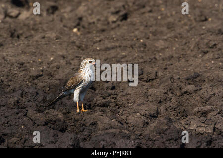 Dark Salmodiare Astore nel Parco Nazionale di Kruger, Sud Africa ; Specie Melierax metabates famiglia di Accipitridae Foto Stock