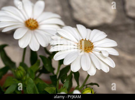 White cape daisy in giardino Foto Stock