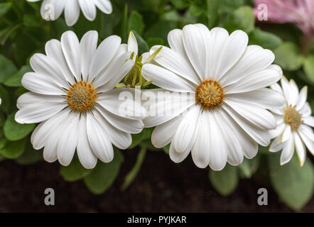 White cape daisy in giardino Foto Stock