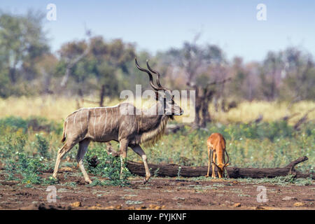 Kudu maggiore nel Parco Nazionale di Kruger, Sud Africa ; Specie Tragelaphus strepsiceros famiglia dei bovidi Foto Stock