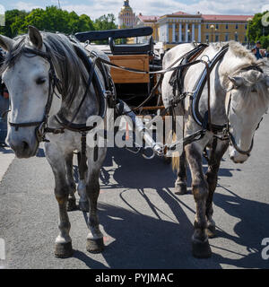 RUSSIA, San Pietroburgo, 31 maggio 2018: bella aperta carrello in legno, sfruttando da due cavalli bianchi si erge nella piazza in attesa di turisti Foto Stock