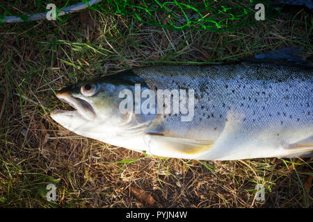 Uno sguardo alla vita in Nuova Zelanda. Pesca alla trota Searun. Questi pesci possono essere trovati nella maggior parte dei punti in cui un fiume fluisce nel mare. Cibo eccellente. Foto Stock