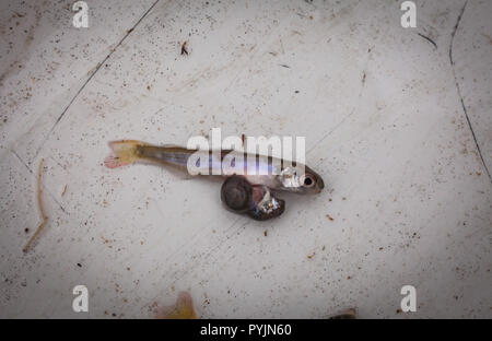 Salmone Chinook Fry deformità. Questi fry nacque come ovuli in un incubatoio. Essi erano schiuse al di fuori dell'incubatoio, in un serbatoio accanto a un piccolo ruscello. Foto Stock