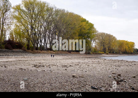 Il fiume Reno tra Ludwigshafen e Mannheim, Germania, 28 ottobre 2018. Un estate secca e una continua siccità hanno portato il fiume alla storica bassi livelli, causando un grave ostacolo per la navigazione commerciale sul fiume. Credito: Philipp Zechner/Alamy Live News Foto Stock