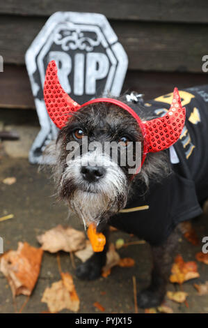 Londra, Regno Unito. Il 28 ottobre 2018. Aae il demone croce di tutti i cani tema Halloween Dog Walk, Hampstead Heath, Londra, Regno Unito. La passeggiata annuale avviene per raccogliere fondi per la carità che rehouses e trova case per cani. Credito: Paul Brown/Alamy Live News Foto Stock