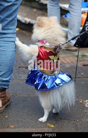 Londra, Regno Unito. Il 28 ottobre 2018. Il Suki la Pomerania vestito da donna di meraviglia a tutti i cani tema Halloween Dog Walk, Hampstead Heath, Londra, Regno Unito. La passeggiata annuale avviene per raccogliere fondi per la carità che rehouses e trova case per cani. Credito: Paul Brown/Alamy Live News Foto Stock