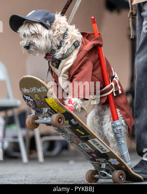 New York, STATI UNITI D'AMERICA,28 ottobre 2018. Saggy, un 12-anno-vecchio cane Maltipoo, riesce a mantenere il suo equilibrio su un pattino durante la XXVIII annuale di Tompkins Square cane Halloween Parade di New York City. Credito: Enrique Shore/Alamy Live News Foto Stock